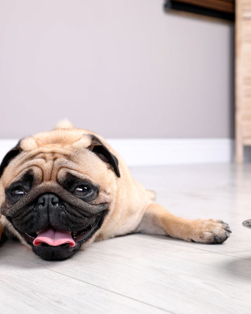 7 Top Tips to Keep Your Dog Cool in Hot Weather - Doggy Dry