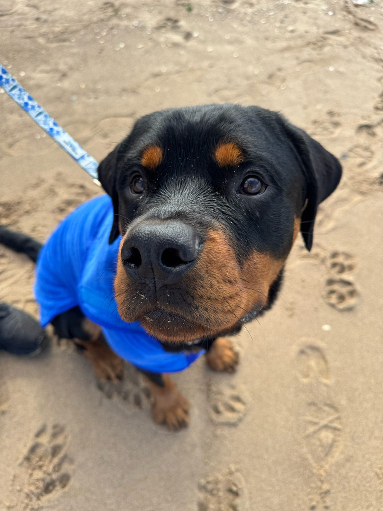 Pet Dryer Dryer Doggy Dry Dryer for pets