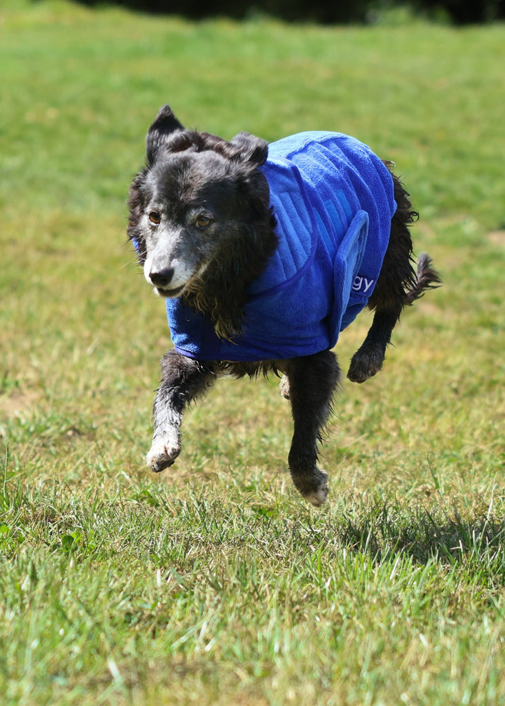 Pet Dryer Dryer Doggy Dry Dryer for pets